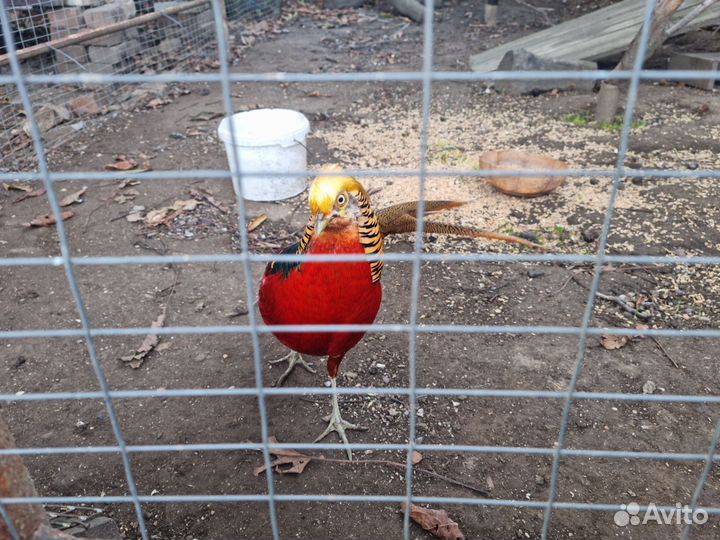 Золотой фазан