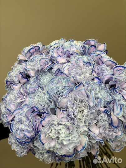 Гвоздики цветы