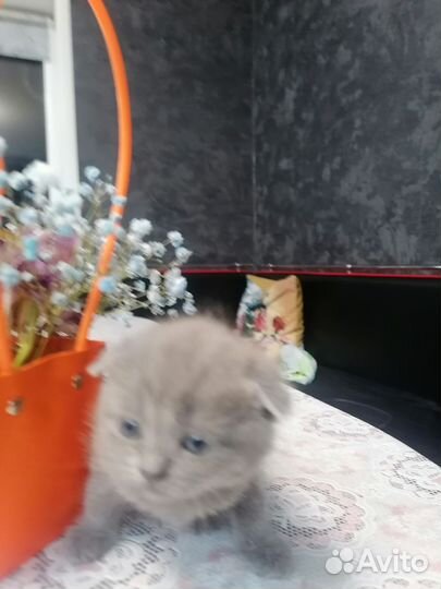 Британские вислоухие котята