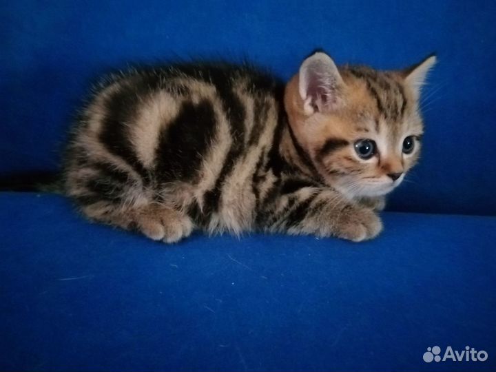 Шотландские котята