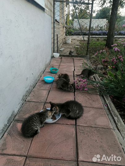 Отдам в добрые руки