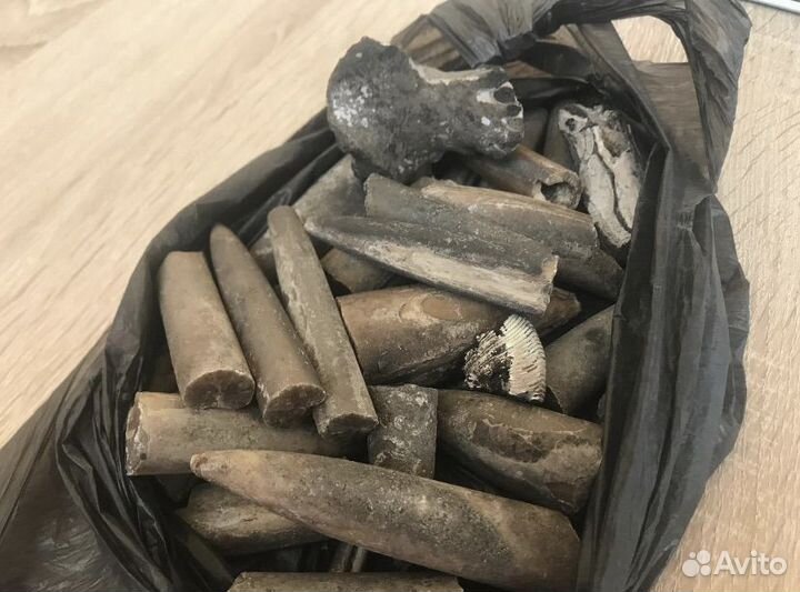 Окаменелости аммониты белемниты