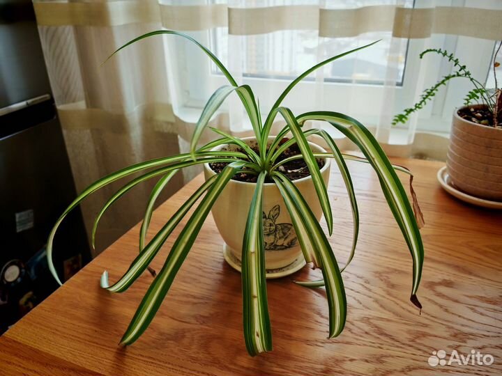 Хлорофитум