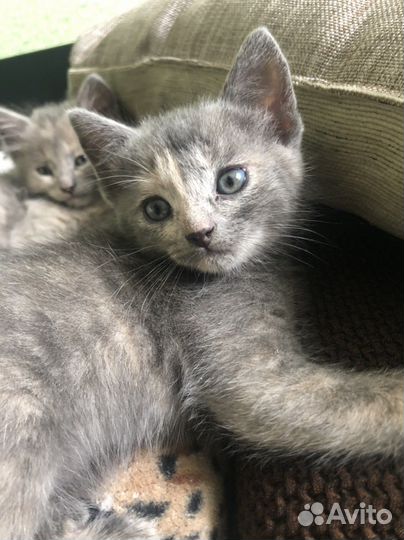 Котята девочки