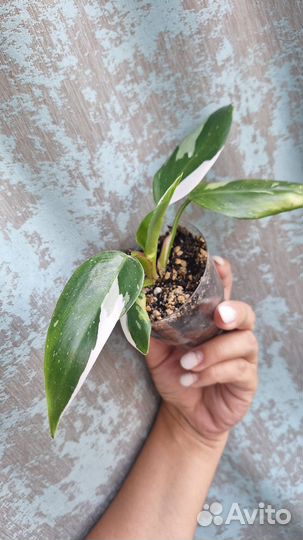 Филодендрон белая принцесса