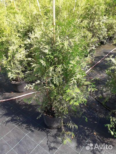 Туя брабант 100см