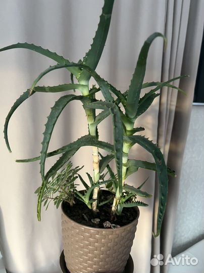 Алоэ столетник комнатые цветы