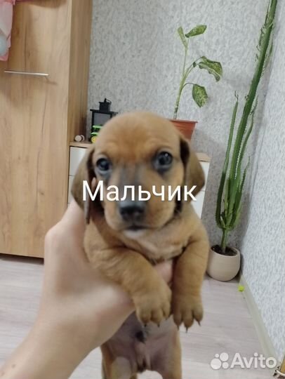 Карликовая такса щенки