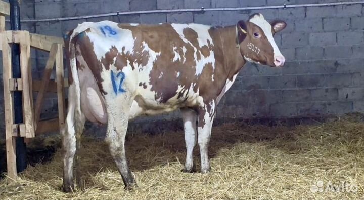 Корова дойная