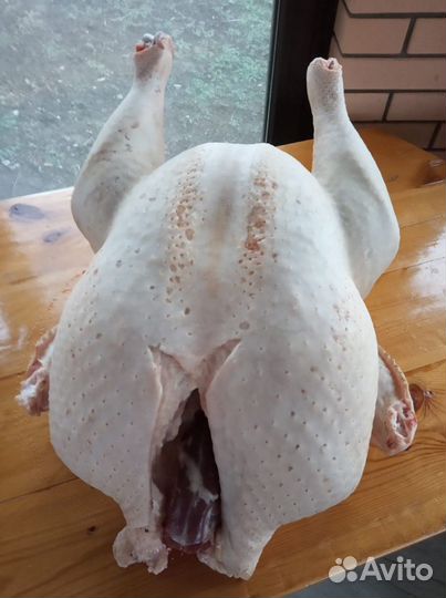 Индюки белые широкогрудые