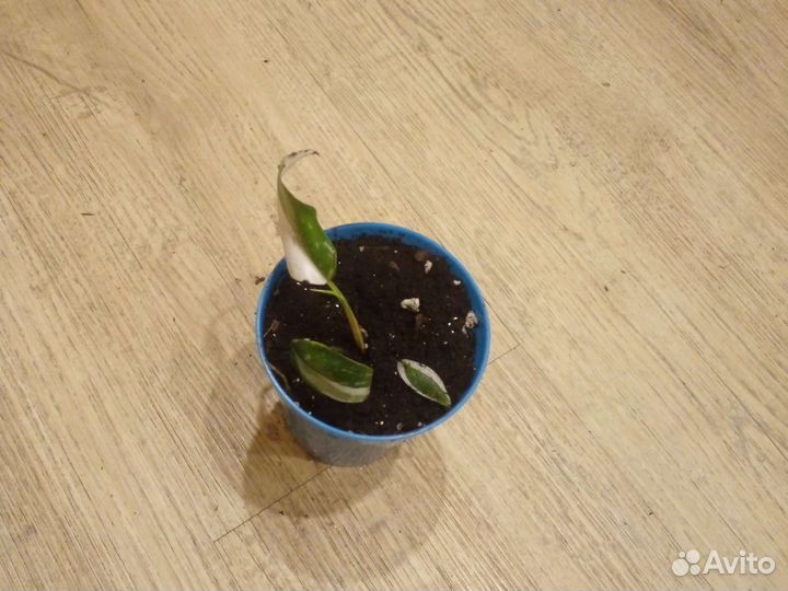 Филодендрон белая принцесса
