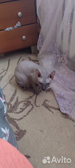 Донской сфинкс