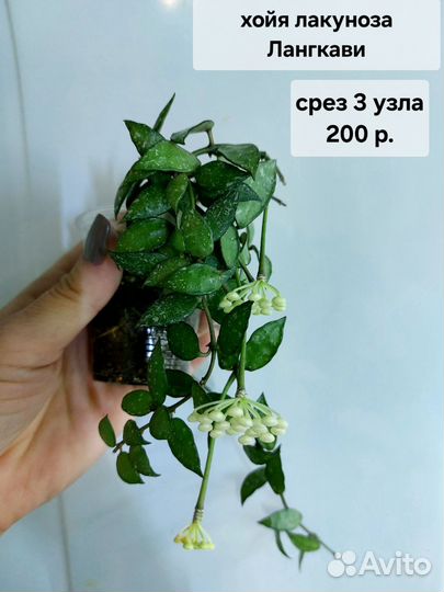 Хойя (4 часть)