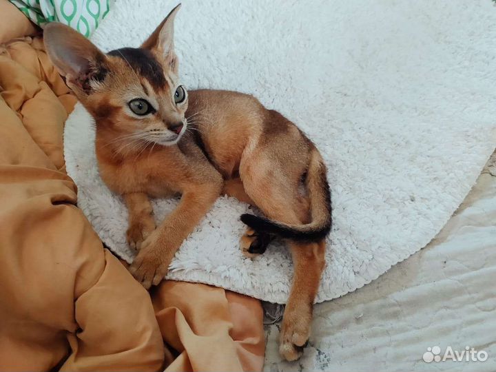Абиссинские котята