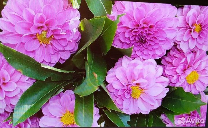 Георгины клубни