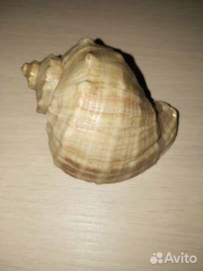 Морские ракушки