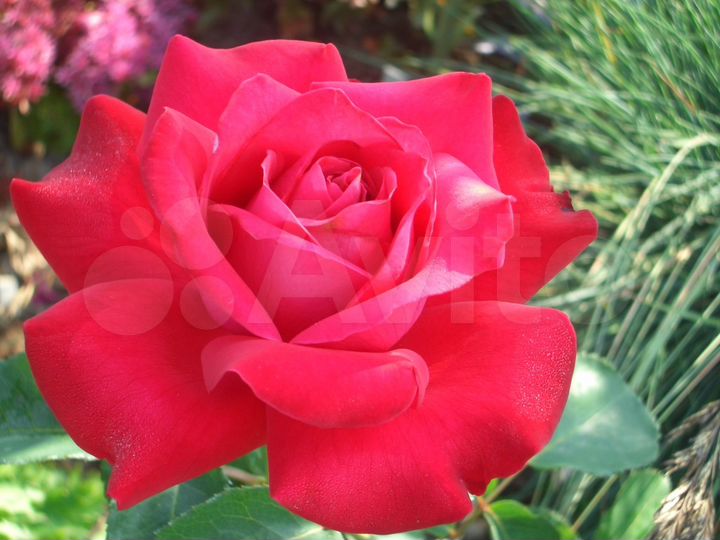 Участок 50 сот. (СНТ, ДНП)