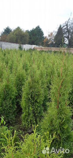 Саженцы хвойных