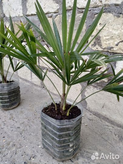 Пальма трахикарпус