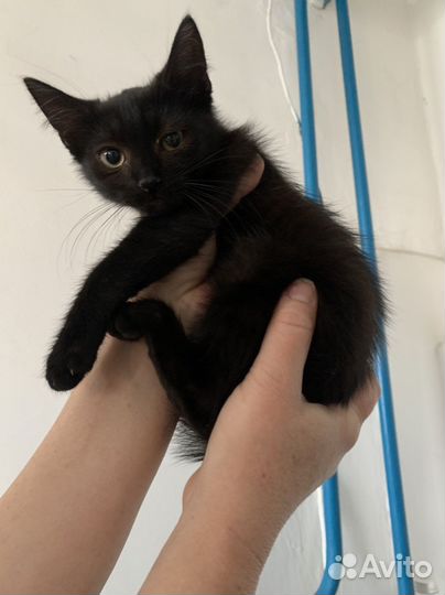 Котята в добрые руки мальчики