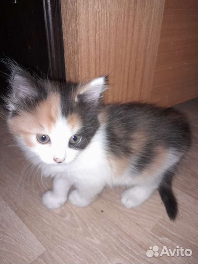 Кошка в дар бесплатно