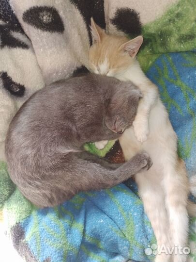 Котята в добрые руки