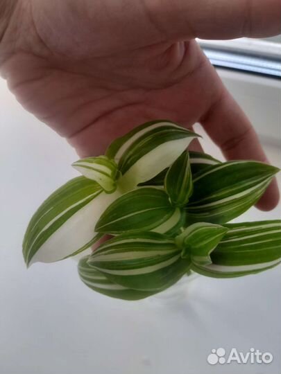 Цветы комнатные