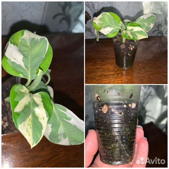 Комнатные растения/растения для дома