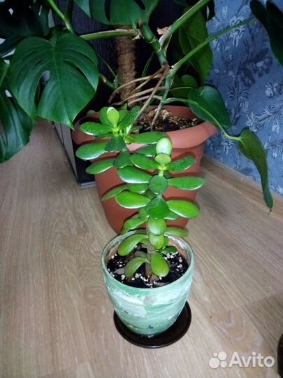 Комнатные цветы 2