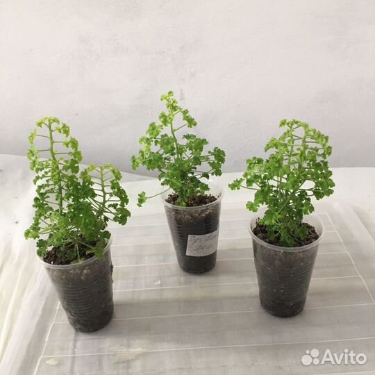 Сортовая душистая пеларгония