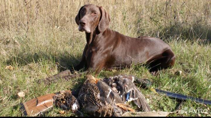 Щенки курцхаара