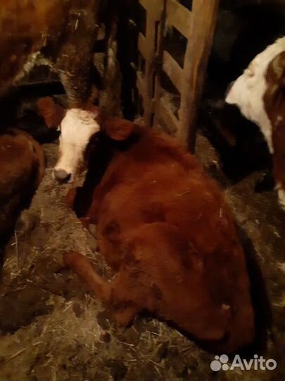 Телята коровы