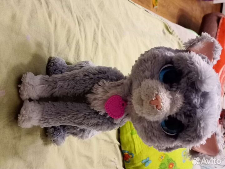 Котенок Бутси