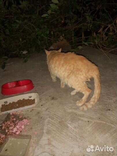 Рыжий кот ищем помощи