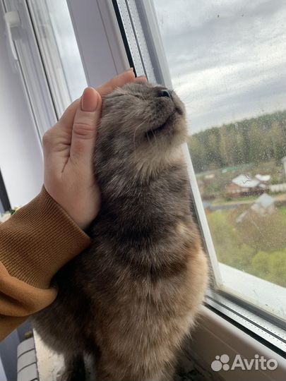 Кошка Хурмуша