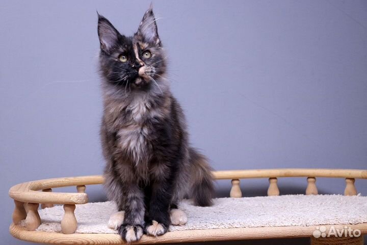 Мейн-кун котенок чёрная черешка Велисса