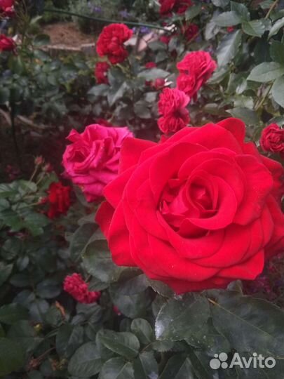 Розы красные