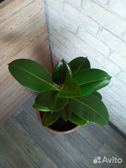 Фикус каучуконосный