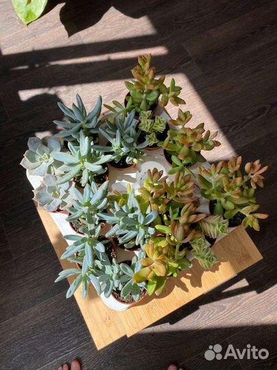 Суккуленты