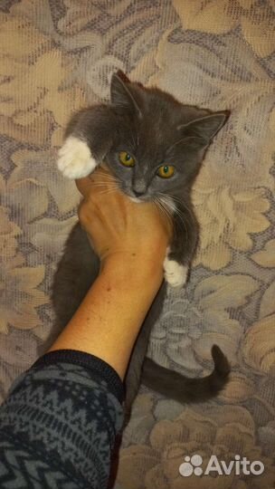 Котики бесплатно