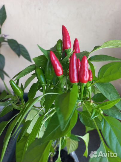 Перец острый комнатный