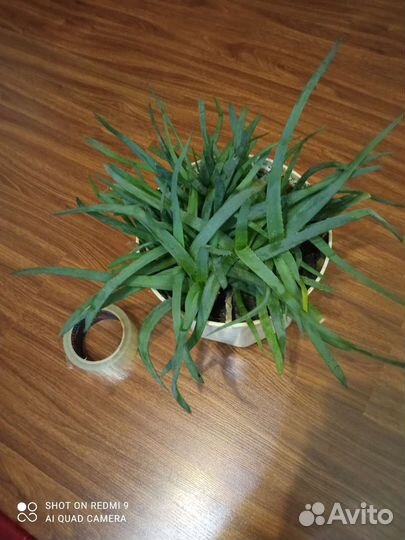 Домашние растения