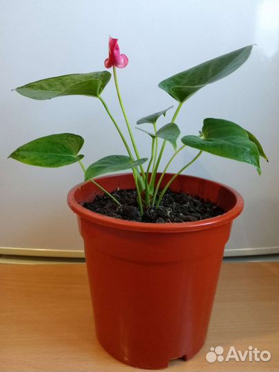 Антуриум 