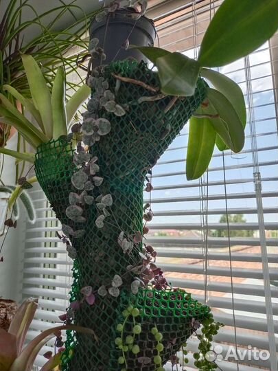 Церопегия Вуди вар