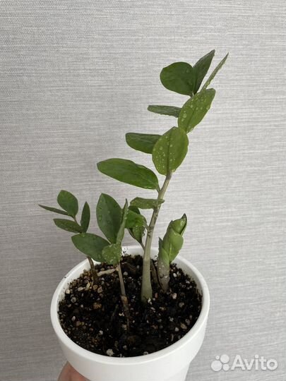 Фикус эластика Замиокулькас