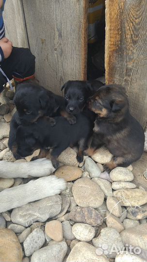 Щенки