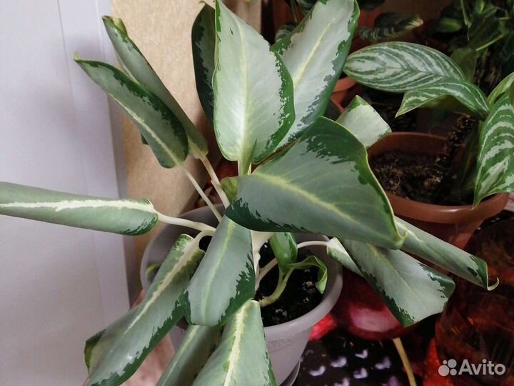 Аглаонема Сильвер блю