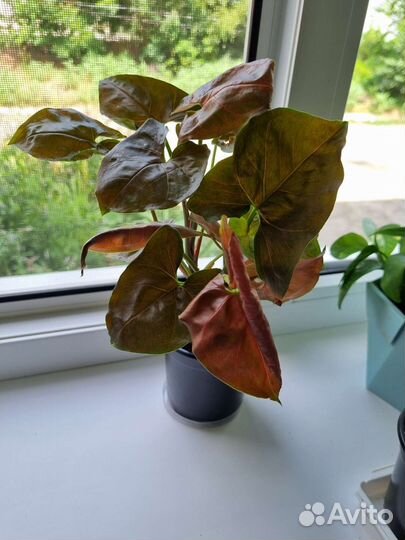 Комнатные цветы