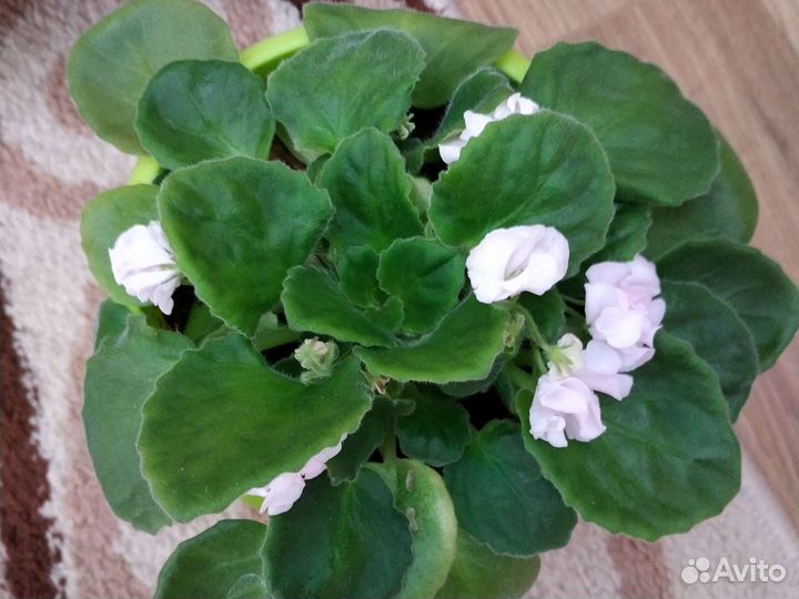 Сортовые фиалки