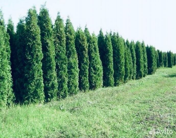 Туя крупномер